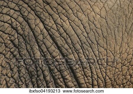 African Elephant (Loxodonta africana), skin, detail, captive, Thuringia, Germany, Europe View Large Photo Image Stock Image - African Elephant (Loxodonta africana), skin, detail, captive, Thuringia, Germany, Europe. Fotosearch