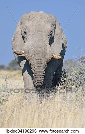 African Elephant (Loxodonta africana), adult male, feeding, Etosha National Park, Namibia, Africa View Large Photo Image Stock Image - African Elephant (Loxodonta africana), adult male, feeding, Etosha National Park, Namibia, Africa. Fotosearch