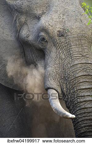 Stock Photo - African Elephant (Loxodonta africana), bull throwing sand at himself, Lower Zambezi National Park, Zambia, Africa. Fotosearch