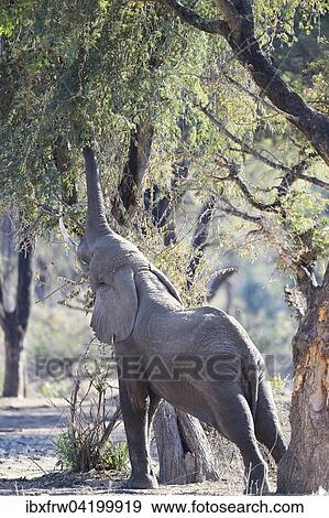 Stock Photo - African Elephant (Loxodonta africana), plucking leaves from a tree, Lower Zambezi National Park, Zambia, Africa. Fotosearch