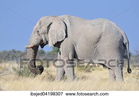 African Elephant (Loxodonta africana), adult male, feeding, Etosha National Park, Namibia, Africa View Large Photo Image Stock Photo - African Elephant (Loxodonta africana), adult male, feeding, Etosha National Park, Namibia, Africa. Fotosearch