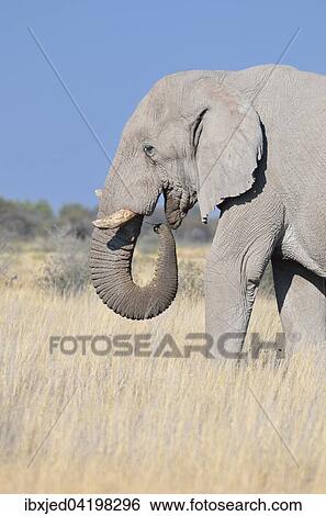 African Elephant (Loxodonta africana), adult male, feeding, Etosha National Park, Namibia, Africa View Large Photo Image Stock Photograph - African Elephant (Loxodonta africana), adult male, feeding, Etosha National Park, Namibia, Africa. Fotosearch