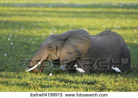 Stock Photography - African Elephant (Loxodonta africana), standing in overgrown waterhole, feeding on water plants, cattle egrets next to it, evening light, Lower Zambezi National Park, Zambia, Africa. Fotosearch