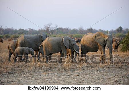 African Elephants (Loxodonta africana), little herd, family group, in the evening light, Steppe Buffaloes (Syncerus caffer caffer) behind, South Luangwa National Park, Zambia, Africa View Large Photo Image Picture - African Elephants (Loxodonta africana), little herd, family group, in the evening light, Steppe Buffaloes (Syncerus caffer caffer) behind, South Luangwa National Park, Zambia, Africa. Fotosearch