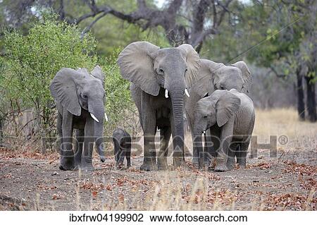 African Elephants (Loxodonta africana), family group, different ages, South Luangwa National Park, Zambia, Africa View Large Photo Image Stock Image - African Elephants (Loxodonta africana), family group, different ages, South Luangwa National Park, Zambia, Africa. Fotosearch