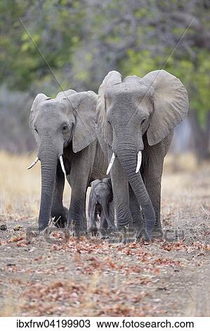 African Elephants (Loxodonta africana), cows walking protectively beside calf, South Luangwa National Park, Zambia, Africa View Large Photo Image Stock Image - African Elephants (Loxodonta africana), cows walking protectively beside calf, South Luangwa National Park, Zambia, Africa. Fotosearch