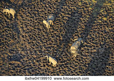 African Elephants (Loxodonta africana), herd in early morning light, large shadows, aerial view, South Luangwa National Park, Zambia, Africa View Large Photo Image Stock Image - African Elephants (Loxodonta africana), herd in early morning light, large shadows, aerial view, South Luangwa National Park, Zambia, Africa. Fotosearch