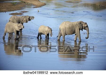 African Elephants (Loxodonta africana), group, drinking in the Luangwa river, South Luangwa National Park, Zambia, Africa View Large Photo Image Stock Image - African Elephants (Loxodonta africana), group, drinking in the Luangwa river, South Luangwa National Park, Zambia, Africa. Fotosearch