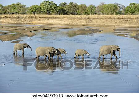 African Elephants (Loxodonta africana), group wandering, drinking, in the Luangwa river, South Luangwa National Park, Zambia, Africa View Large Photo Image Stock Image - African Elephants (Loxodonta africana), group wandering, drinking, in the Luangwa river, South Luangwa National Park, Zambia, Africa. Fotosearch
