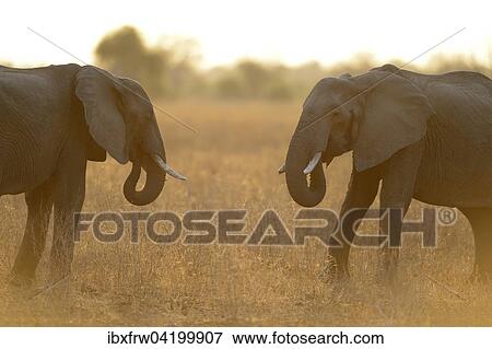 African Elephants (Loxodonta africana), facing each other in the backlit, dusty air, South Luangwa National Park, Zambia, Africa View Large Photo Image Stock Photo - African Elephants (Loxodonta africana), facing each other in the backlit, dusty air, South Luangwa National Park, Zambia, Africa. Fotosearch