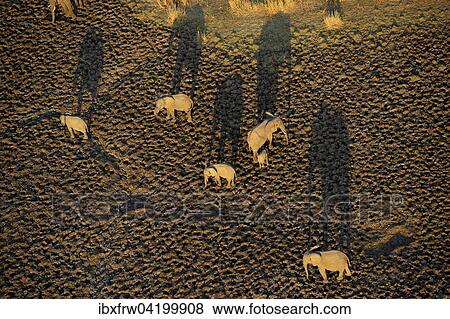 African Elephants (Loxodonta africana), herd in early morning light, large shadows, aerial view, South Luangwa National Park, Zambia, Africa View Large Photo Image Stock Photo - African Elephants (Loxodonta africana), herd in early morning light, large shadows, aerial view, South Luangwa National Park, Zambia, Africa. Fotosearch