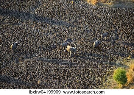 Stock Photo - African Elephants (Loxodonta africana), herd in early morning light, large shadows, aerial view, South Luangwa National Park, Zambia, Africa. Fotosearch