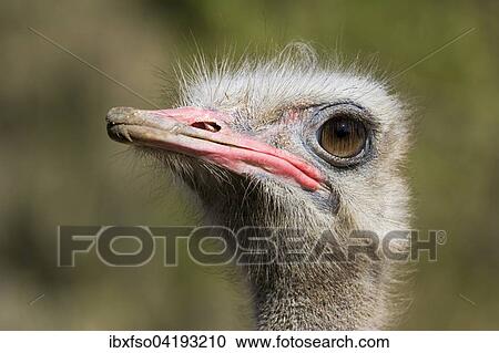 African Ostrich (Struthio camelus), captive, Thuringia, Germany, Europe View Large Photo Image Stock Image - African Ostrich (Struthio camelus), captive, Thuringia, Germany, Europe. Fotosearch
