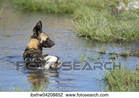 African wild dog (Lycaon pictus), in the water, Hot Spring, natural hot spring, South Luangwa National Park, Zambia, Africa View Large Photo Image Stock Image - African wild dog (Lycaon pictus), in the water, Hot Spring, natural hot spring, South Luangwa National Park, Zambia, Africa. Fotosearch