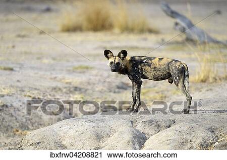 African Wild Dog (Lycaon pictus), male observing the surroundings, South Luangwa National Park, Zambia, Africa View Large Photo Image Stock Image - African Wild Dog (Lycaon pictus), male observing the surroundings, South Luangwa National Park, Zambia, Africa. Fotosearch