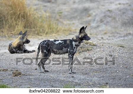 African Wild Dog (Lycaon pictus), female, herd leader, with transmitter, South Luangwa National Park, Zambia, Africa View Large Photo Image Stock Image - African Wild Dog (Lycaon pictus), female, herd leader, with transmitter, South Luangwa National Park, Zambia, Africa. Fotosearch