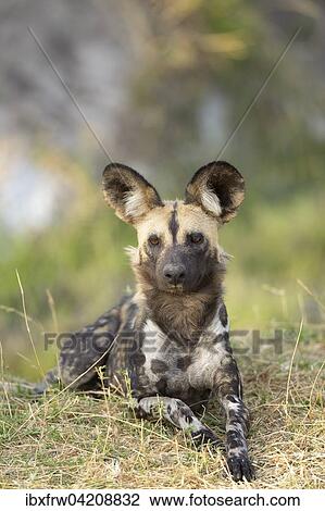 African wild dog (Lycaon pictus), portrait, South Luangwa National Park, Zambia, Africa View Large Photo Image Stock Image - African wild dog (Lycaon pictus), portrait, South Luangwa National Park, Zambia, Africa. Fotosearch