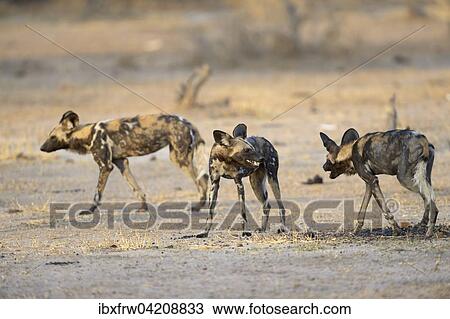African Wild Dog (Lycaon pictus), threatening, teeth showing, South Luangwa National Park, Zambia, Africa View Large Photo Image Stock Image - African Wild Dog (Lycaon pictus), threatening, teeth showing, South Luangwa National Park, Zambia, Africa. Fotosearch