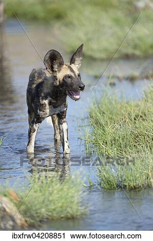 African wild dog (Lycaon pictus), young, with its mouth open, in clear water, Hot Spring, natural hot spring, South Luangwa National Park, Zambia, Africa View Large Photo Image Stock Image - African wild dog (Lycaon pictus), young, with its mouth open, in clear water, Hot Spring, natural hot spring, South Luangwa National Park, Zambia, Africa. Fotosearch