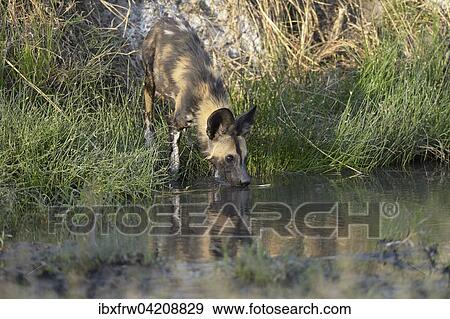 African wild dog (Lycaon pictus), standing by a waterhole and drinking, Hot Spring, natural hot spring, South Luangwa National Park, Zambia, Africa View Large Photo Image Stock Photo - African wild dog (Lycaon pictus), standing by a waterhole and drinking, Hot Spring, natural hot spring, South Luangwa National Park, Zambia, Africa. Fotosearch