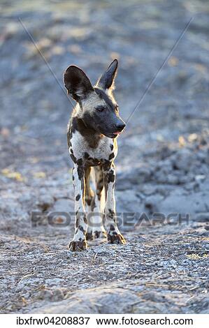 African wild dog (Lycaon pictus), young, South Luangwa National Park, Zambia, Africa View Large Photo Image Stock Photo - African wild dog (Lycaon pictus), young, South Luangwa National Park, Zambia, Africa. Fotosearch