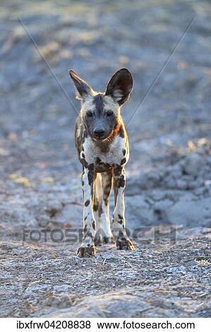 African wild dog (Lycaon pictus), young, South Luangwa National Park, Zambia, Africa View Large Photo Image Stock Photo - African wild dog (Lycaon pictus), young, South Luangwa National Park, Zambia, Africa. Fotosearch