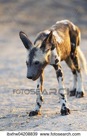 Stock Photo - African wild dog (Lycaon pictus), young, South Luangwa National Park, Zambia, Africa. Fotosearch