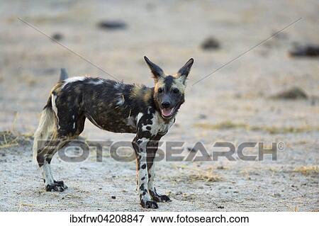 African wild dog (Lycaon pictus), young, South Luangwa National Park, Zambia, Africa View Large Photo Image Stock Photo - African wild dog (Lycaon pictus), young, South Luangwa National Park, Zambia, Africa. Fotosearch