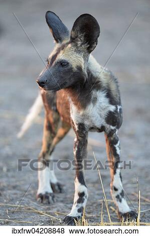 Stock Photo - African wild dog (Lycaon pictus), young, portrait in the evening light, South Luangwa National Park, Zambia, Africa. Fotosearch