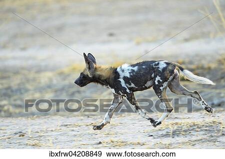 African Wild Dog (Lycaon pictus), young, running, South Luangwa National Park, Zambia, Africa View Large Photo Image Stock Photo - African Wild Dog (Lycaon pictus), young, running, South Luangwa National Park, Zambia, Africa. Fotosearch
