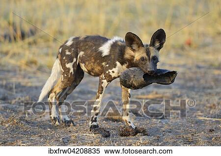 African wild dog (Lycaon pictus), with an old shoe in its mouth, South Luangwa National Park, Zambia, Africa View Large Photo Image Stock Photography - African wild dog (Lycaon pictus), with an old shoe in its mouth, South Luangwa National Park, Zambia, Africa. Fotosearch