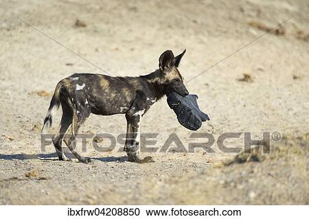 African Wild Dog (Lycaon pictus), young dog with an old shoe in its mouth, Hot Spring Area, South Luangwa National Park, Zambia, Africa View Large Photo Image Stock Image - African Wild Dog (Lycaon pictus), young dog with an old shoe in its mouth, Hot Spring Area, South Luangwa National Park, Zambia, Africa. Fotosearch