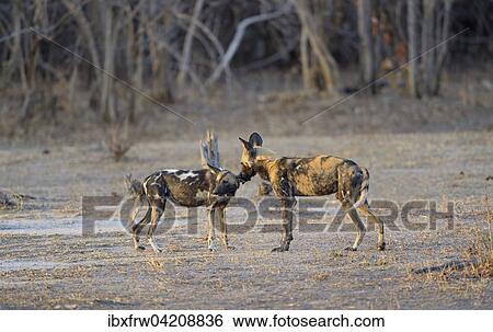 African wild dogs (Lycaon pictus), lead dog with male, in the evening light, South Luangwa National Park, Zambia, Africa View Large Photo Image Stock Photograph - African wild dogs (Lycaon pictus), lead dog with male, in the evening light, South Luangwa National Park, Zambia, Africa. Fotosearch