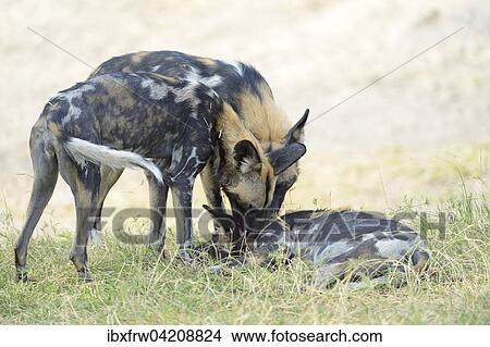 Picture - African wild dogs (Lycaon pictus), pups, pack leader showing devotion, South Luangwa National Park, Zambia, Africa. Fotosearch