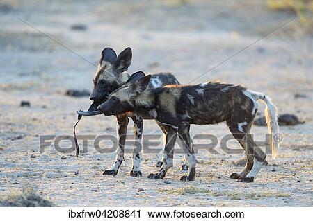 African wild dogs (Lycaon pictus), juveniles playing with an old shoe, South Luangwa National Park, Zambia, Africa View Large Photo Image Stock Image - African wild dogs (Lycaon pictus), juveniles playing with an old shoe, South Luangwa National Park, Zambia, Africa. Fotosearch