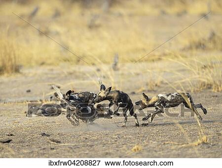 African wild dogs (Lycaon pictus), juveniles playing, scuffling, fighting, South Luangwa National Park, Zambia, Africa View Large Photo Image Stock Photo - African wild dogs (Lycaon pictus), juveniles playing, scuffling, fighting, South Luangwa National Park, Zambia, Africa. Fotosearch