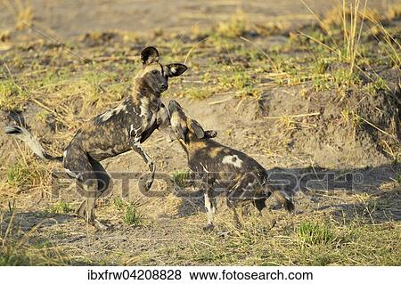 Stock Photo - African wild dogs (Lycaon pictus), cubs, playing, fighting, South Luangwa National Park, Zambia, Africa. Fotosearch