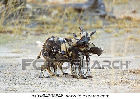 African wild dogs (Lycaon pictus), juveniles playing, fighting for an old shoe, South Luangwa National Park, Zambia, Africa View Large Photo Image Stock Photograph - African wild dogs (Lycaon pictus), juveniles playing, fighting for an old shoe, South Luangwa National Park, Zambia, Africa. Fotosearch