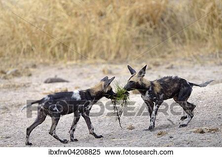 African wild dogs (Lycaon pictus), juveniles playing with a tuft of grass, South Luangwa National Park, Zambia, Africa View Large Photo Image Stock Photography - African wild dogs (Lycaon pictus), juveniles playing with a tuft of grass, South Luangwa National Park, Zambia, Africa. Fotosearch