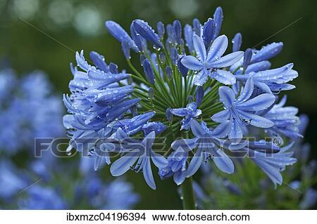 Picture - Agapanthus flower (agapanthus) with raindrops, Bavaria, Germany, Europe. Fotosearch