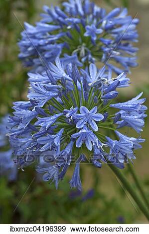 Agapanthus flowers (Agapanthus sp. ) with raindrops, Bavaria, Germany, Europe View Large Photo Image Stock Photo - Agapanthus flowers (Agapanthus sp. ) with raindrops, Bavaria, Germany, Europe. Fotosearch