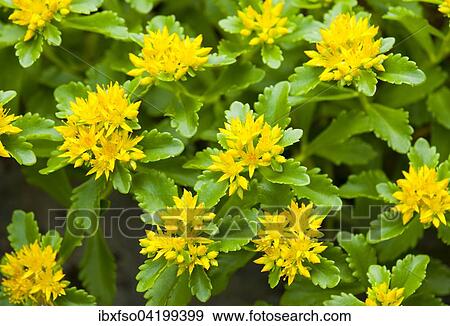 Aizoon Stonecrop (Phedimus aizoon, Sedum aizoon), flowering, Thuringia, Germany, Europe View Large Photo Image Stock Photo - Aizoon Stonecrop (Phedimus aizoon, Sedum aizoon), flowering, Thuringia, Germany, Europe. Fotosearch