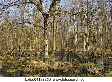 Alluvial forest with English Oak trees (Quercus robur) in spring, Dromling nature reserve, Lower Saxony, Germany, Europe View Large Photo Image Stock Image - Alluvial forest with English Oak trees (Quercus robur) in spring, Dromling nature reserve, Lower Saxony, Germany, Europe. Fotosearch