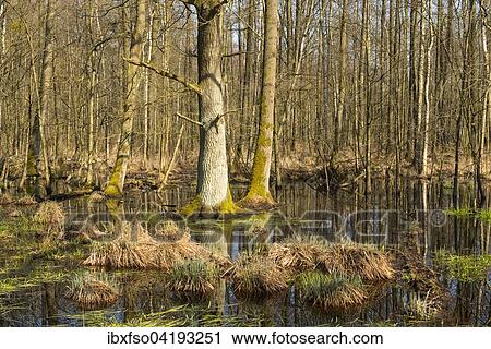 Alluvial forest with English Oak trees (Quercus robur) in spring, Dromling nature reserve, Lower Saxony, Germany, Europe View Large Photo Image Stock Image - Alluvial forest with English Oak trees (Quercus robur) in spring, Dromling nature reserve, Lower Saxony, Germany, Europe. Fotosearch
