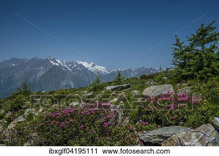 Almrausch in frtot of Grossvenediger, High Tauern National Park, East Tyrol, Tyrol, Austria, Europe View Large Photo Image Stock Image - Almrausch in frtot of Grossvenediger, High Tauern National Park, East Tyrol, Tyrol, Austria, Europe. Fotosearch