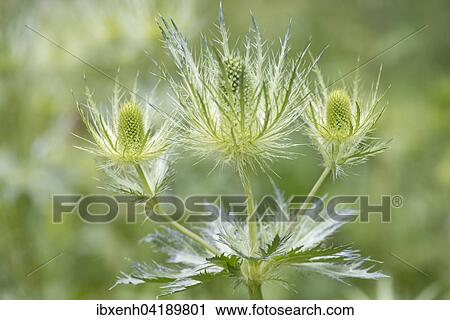 Alpine Eryngo (Eryngium alpinum), Vosges, Alsace-Lorraine, France, Europe View Large Photo Image Stock Image - Alpine Eryngo (Eryngium alpinum), Vosges, Alsace-Lorraine, France, Europe. Fotosearch