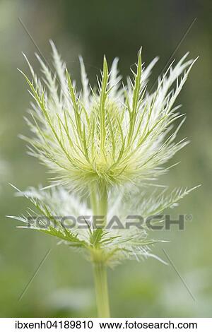 Alpine Eryngo (Eryngium alpinum), Vosges, Alsace-Lorraine, France, Europe View Large Photo Image Stock Image - Alpine Eryngo (Eryngium alpinum), Vosges, Alsace-Lorraine, France, Europe. Fotosearch