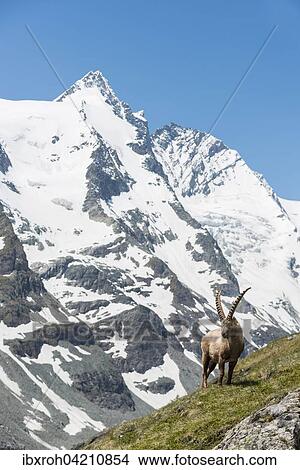 Alpine ibex (Capra ibex), also steinbock or bouquetin, in front of Grossglockner, High Tauern National Park, Carinthia, Austria, Europe View Large Photo Image Picture - Alpine ibex (Capra ibex), also steinbock or bouquetin, in front of Grossglockner, High Tauern National Park, Carinthia, Austria, Europe. Fotosearch