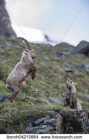 Alpine ibex (Capra ibex), also steinbock or bouquetin, fighting for rank, High Tauern National Park, Carinthia, Austria, Europe View Large Photo Image Picture - Alpine ibex (Capra ibex), also steinbock or bouquetin, fighting for rank, High Tauern National Park, Carinthia, Austria, Europe. Fotosearch