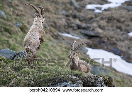 Alpine ibex (Capra ibex), also steinbock or bouquetin, fighting for rank, High Tauern National Park, Carinthia, Austria, Europe View Large Photo Image Picture - Alpine ibex (Capra ibex), also steinbock or bouquetin, fighting for rank, High Tauern National Park, Carinthia, Austria, Europe. Fotosearch